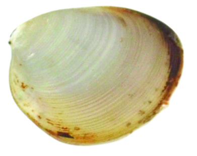 Nut clam